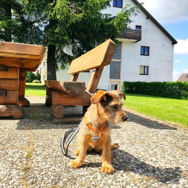 Ferienwohnung Harzluchs Hohegeiß Exterior foto